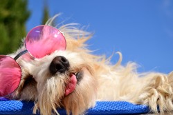 TF10Pdogsleeping